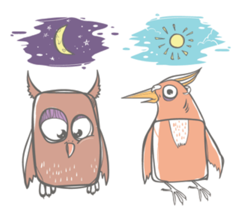 early bird night owl